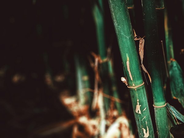 Comment les techniques de calligraphie japonaise peuvent-elles être appliquées à l'art contemporain ?